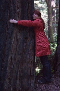 redwoods3