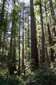 redwoods4